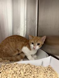 Shelter Stray Male Cat last seen Near, 2600 S Harding St, Indianapolis, IN 46221, USA