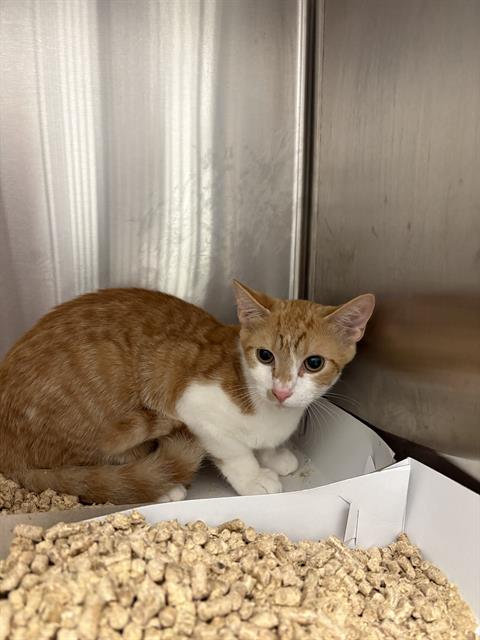 Shelter Stray Male Cat last seen Near, 2600 S Harding St, Indianapolis, IN 46221, USA