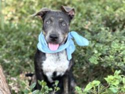 Shelter Stray Male Dog last seen , 957 N Gaffey St, San Pedro, CA 90731, USA