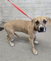 Shelter Stray Female Dog last seen Near BLOCK CARYN CIR, 333 Chandler Pl, San Bernardino, CA 92408, USA