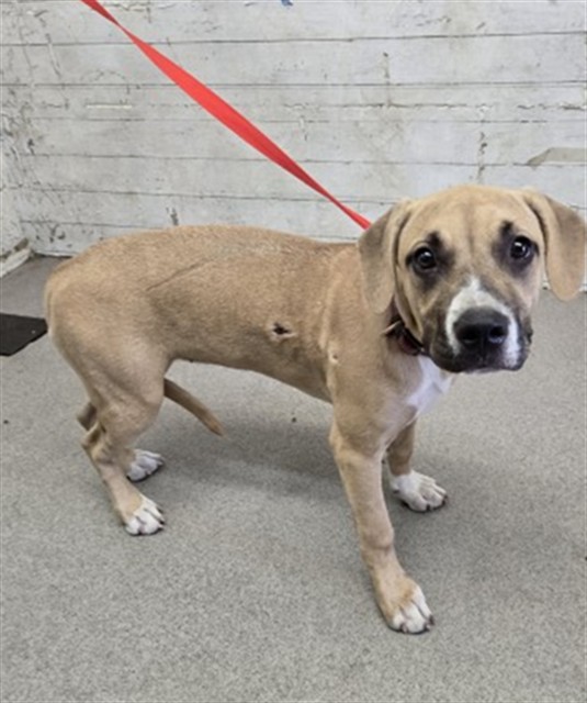 Shelter Stray Female Dog last seen Near BLOCK CARYN CIR, 333 Chandler Pl, San Bernardino, CA 92408, USA