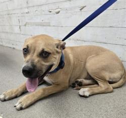 Shelter Stray Male Dog last seen Near BLOCK CARYN CIR, 333 Chandler Pl, San Bernardino, CA 92408, USA