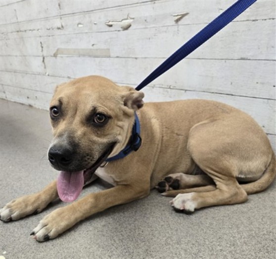 Shelter Stray Male Dog last seen Near BLOCK CARYN CIR, 333 Chandler Pl, San Bernardino, CA 92408, USA