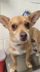 Shelter Stray Male Dog last seen Near BLOCK W LAUREL, 333 Chandler Pl, San Bernardino, CA 92408, USA