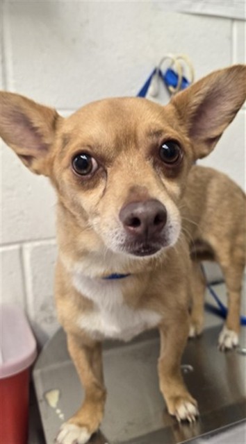 Shelter Stray Male Dog last seen Near BLOCK W LAUREL, 333 Chandler Pl, San Bernardino, CA 92408, USA