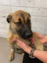 Shelter Stray Female Dog last seen S WATERMAN, 333 Chandler Pl, San Bernardino, CA 92408, USA