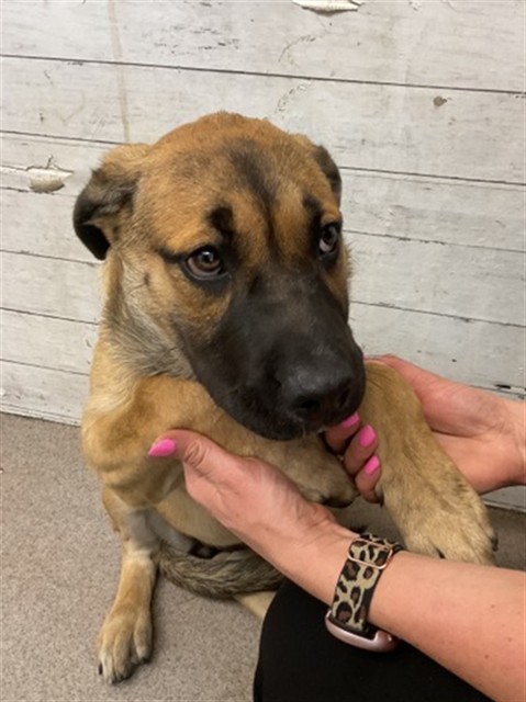 Shelter Stray Female Dog last seen S WATERMAN, 333 Chandler Pl, San Bernardino, CA 92408, USA