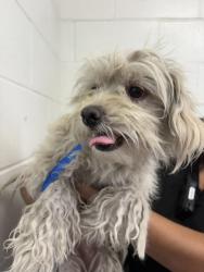 Shelter Stray Female Dog last seen Near BLOCK S K ST, 333 Chandler Pl, San Bernardino, CA 92408, USA