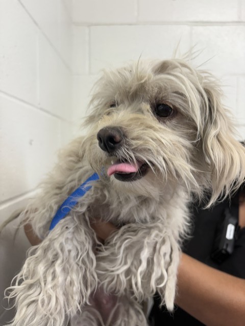 Shelter Stray Female Dog last seen Near BLOCK S K ST, 333 Chandler Pl, San Bernardino, CA 92408, USA