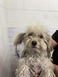 Shelter Stray Female Dog last seen Near BLOCK S K ST, 333 Chandler Pl, San Bernardino, CA 92408, USA