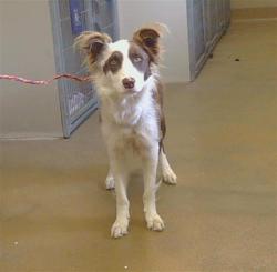 Shelter Stray Male Dog last seen BRADSHAW RD/CALVINE RD, 95829, 3839 Bradshaw Rd, Sacramento, CA 95827, USA