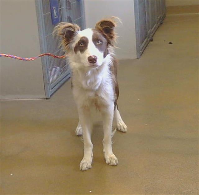 Shelter Stray Male Dog last seen BRADSHAW RD/CALVINE RD, 95829, 3839 Bradshaw Rd, Sacramento, CA 95827, USA