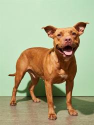 Shelter Stray Male Dog last seen Near BLOCK COPELAND, 2020 Forest St, Jacksonville, FL 32204, USA
