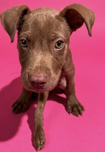 Shelter Stray Male Dog last seen Near BLOCK EDENFIELD RD, 2020 Forest St, Jacksonville, FL 32204, USA