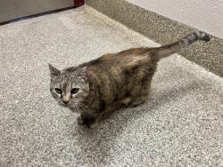 Shelter Stray Female Cat last seen Near BLOCK MANITOU AVE, MANITOU SPRINGS CO 80829, 610 Abbot Ln, Colorado Springs, CO 80905, USA