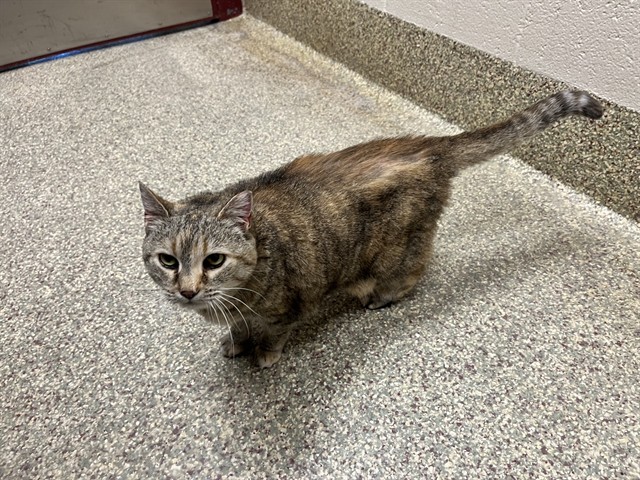 Shelter Stray Female Cat last seen Near BLOCK MANITOU AVE, MANITOU SPRINGS CO 80829, 610 Abbot Ln, Colorado Springs, CO 80905, USA