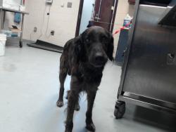 Shelter Stray Male Dog last seen Near BLOCK BELVEDERE AVE, 4704 Corporation Dr, Fayetteville, NC 28306, USA