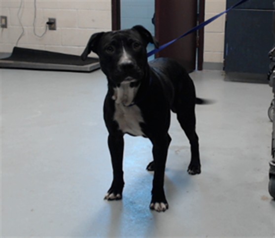 Shelter Stray Male Dog last seen Near BLOCK OLD SHAW RD, FAYETTEVILLE NC 28303, 4704 Corporation Dr, Fayetteville, NC 28306, USA