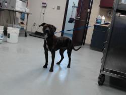 Shelter Stray Female Dog last seen Near BLOCK OLD SHAW RD, FAYETTEVILLE NC 28303, 4704 Corporation Dr, Fayetteville, NC 28306, USA