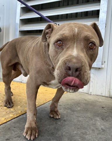 Shelter Stray Male Dog last seen Near BLOCK ALAMEDA AVE, BAKERSFIELD CA 93305, 3951 Fruitvale Ave, Bakersfield, CA 93308, USA