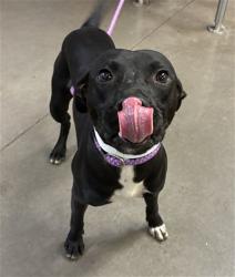 Shelter Stray Male Dog last seen CONRAD AVE AND GREENWAY RD, 2500 S 27th Ave, Phoenix, AZ 85009, USA