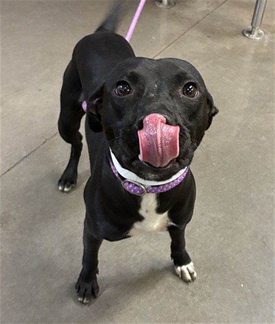 Shelter Stray Male Dog last seen CONRAD AVE AND GREENWAY RD, 2500 S 27th Ave, Phoenix, AZ 85009, USA
