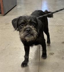 Shelter Stray Male Dog last seen CONRAD AVE AND GREENWAY RD, 2500 S 27th Ave, Phoenix, AZ 85009, USA