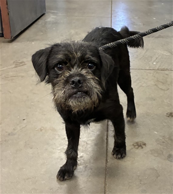 Shelter Stray Male Dog last seen CONRAD AVE AND GREENWAY RD, 2500 S 27th Ave, Phoenix, AZ 85009, USA