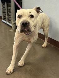 Shelter Stray Female Dog last seen Near BLOCK N NASH ST, 2500 S 27th Ave, Phoenix, AZ 85009, USA