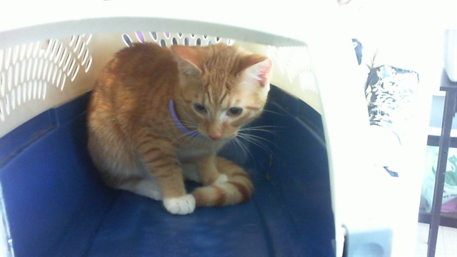 Shelter Stray Unknown Cat last seen UNIVERSITY DRIVE, 4950 SW Triana Blvd, Huntsville, AL 35805, USA