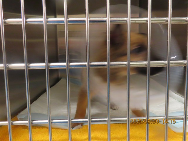 Shelter Stray Male Dog last seen NOT PROVIDED, 5501 E Van Buren St, Phoenix, AZ 85008, USA