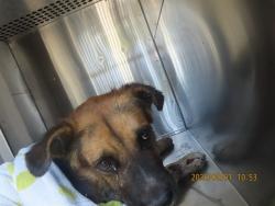 Shelter Stray Male Dog last seen 19TH AVE/DOBBINS, 5501 E Van Buren St, Phoenix, AZ 85008, USA