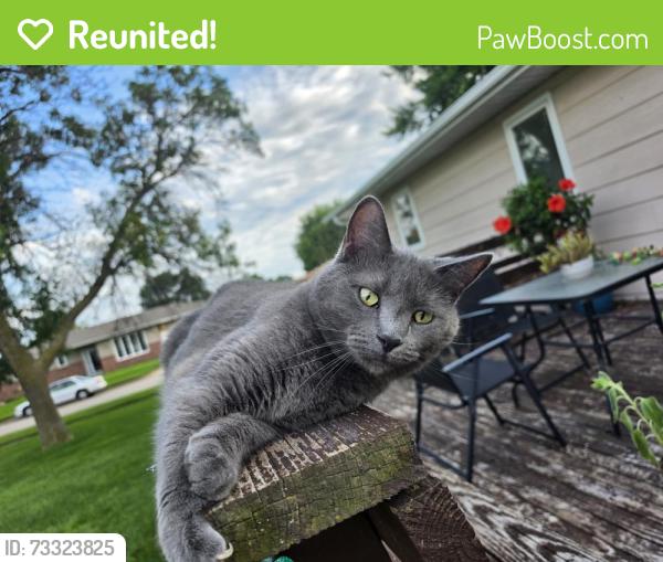 Reunited Male Cat last seen Near n Willow, Norfolk, NE 68701