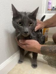 Reunited Male Cat last seen Whitman St, Hayward, CA 94544