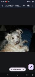 Reunited Female Dog last seen Eicher ave and sharron, Modesto, CA 95350