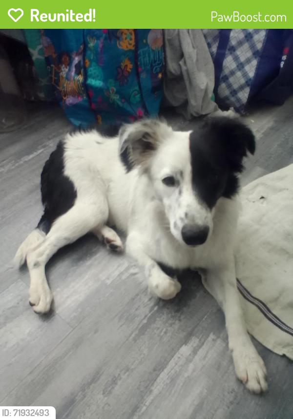 Reunited Female Dog last seen E Carey Ave/ Walnut 89115, Las Vegas, NV 89115