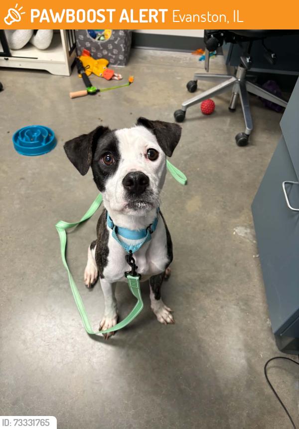 Found/Stray Female Dog last seen Howard and Ridge, Evanston, IL 60202