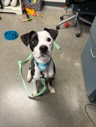 Found/Stray Female Dog last seen Howard and Ridge, Evanston, IL 60202