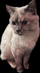 Lost Female Cat last seen Grand and Wyoming, St. Louis, MO 63118
