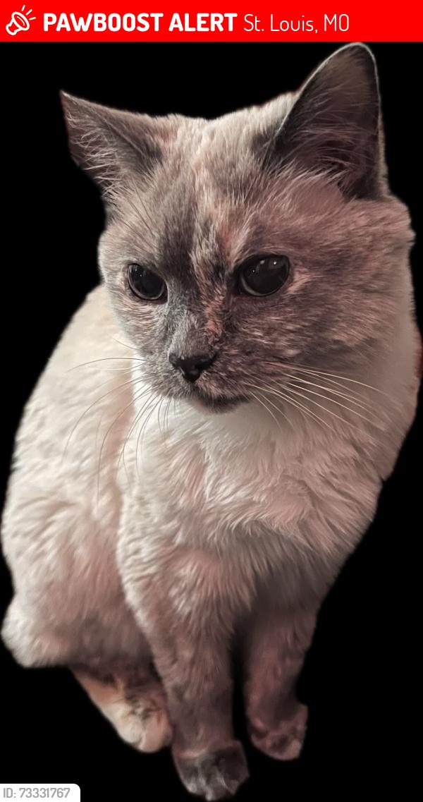 Lost Female Cat last seen Grand and Wyoming, St. Louis, MO 63118