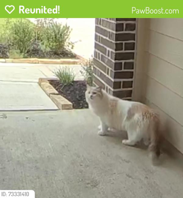 Reunited Unknown Cat last seen Olivia pk and westborough, Fulshear, TX 77441