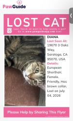Lost Female Cat last seen Saratoga, Saratoga, CA 95070