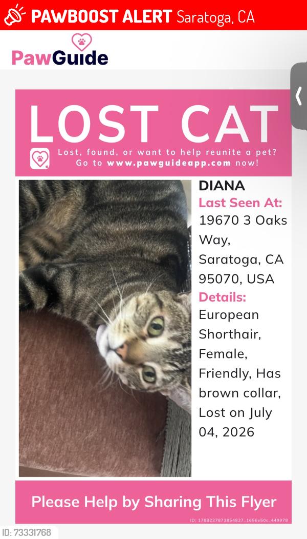 Lost Female Cat last seen Saratoga, Saratoga, CA 95070
