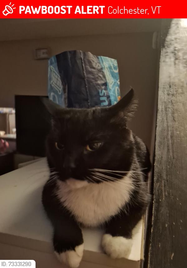 Lost Male Cat last seen Mill pond road colchester vermont, Colchester, VT 05446