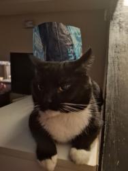 Lost Male Cat last seen Mill pond road colchester vermont, Colchester, VT 05446