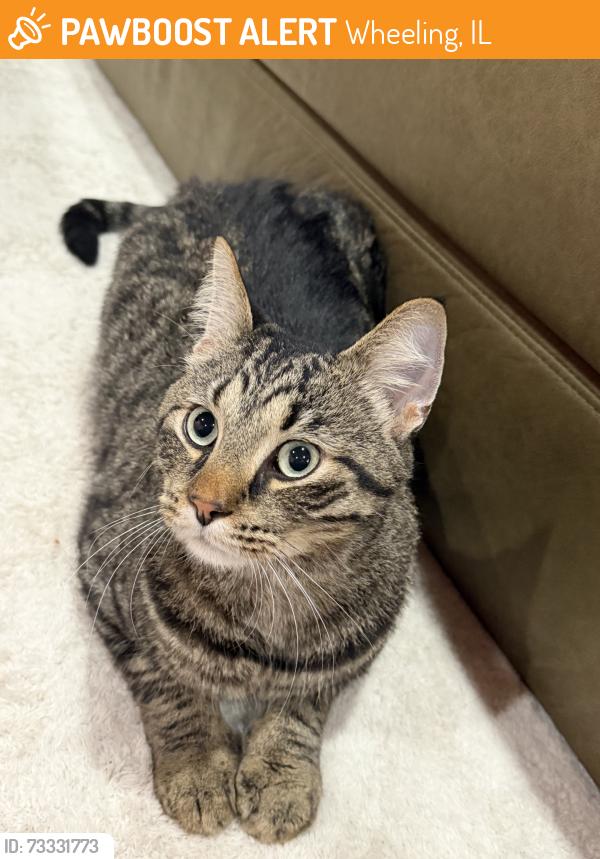 Found/Stray Male Cat last seen N schoenbeck rd, Wheeling, IL 60090