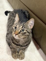 Found/Stray Male Cat last seen N schoenbeck rd, Wheeling, IL 60090