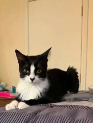Lost Female Cat last seen Normandy ave, Cambridge, MA 02138