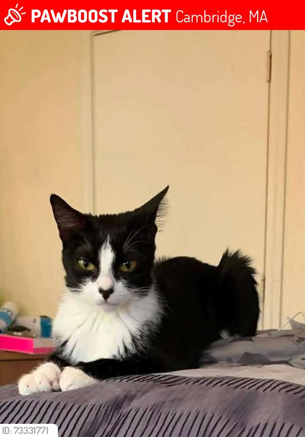 Lost Female Cat last seen Normandy ave, Cambridge, MA 02138