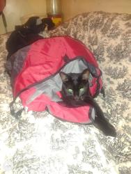 Reunited Male Cat last seen Dundas and Ossington, Toronto, ON M6J 2Y7